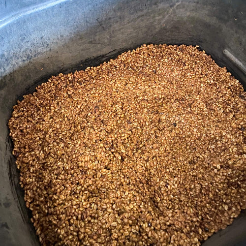 Colombia Obata Cinnamon Coferment