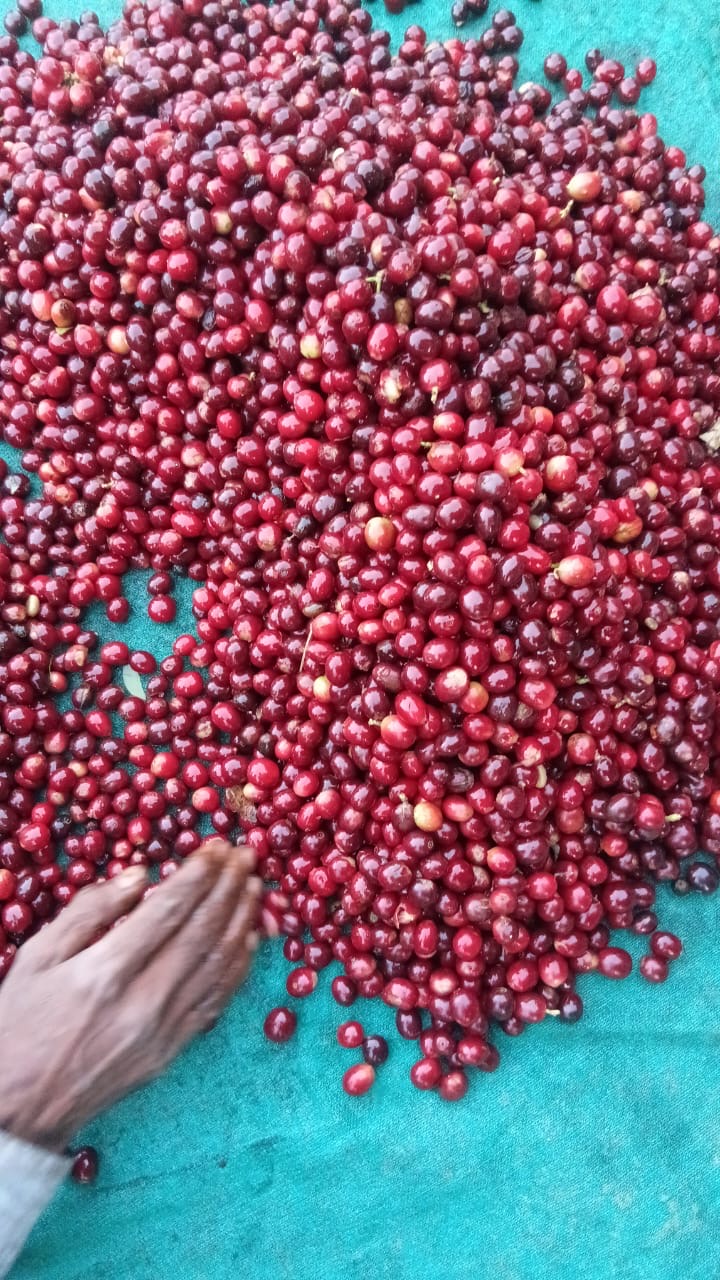 Bindiga Raspberry Red Honey