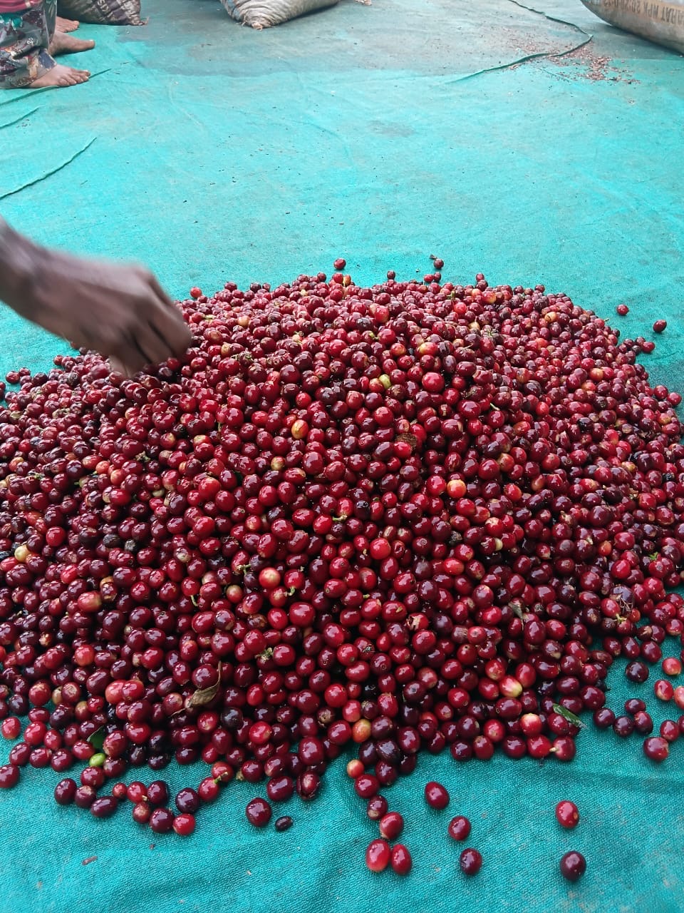 Bindiga Raspberry Red Honey
