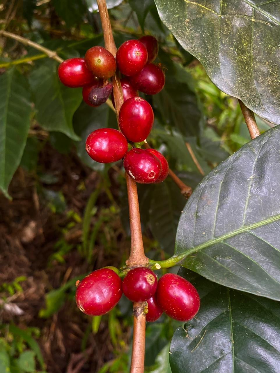 The Natural Farmer Drop- Tree Fermented Washed