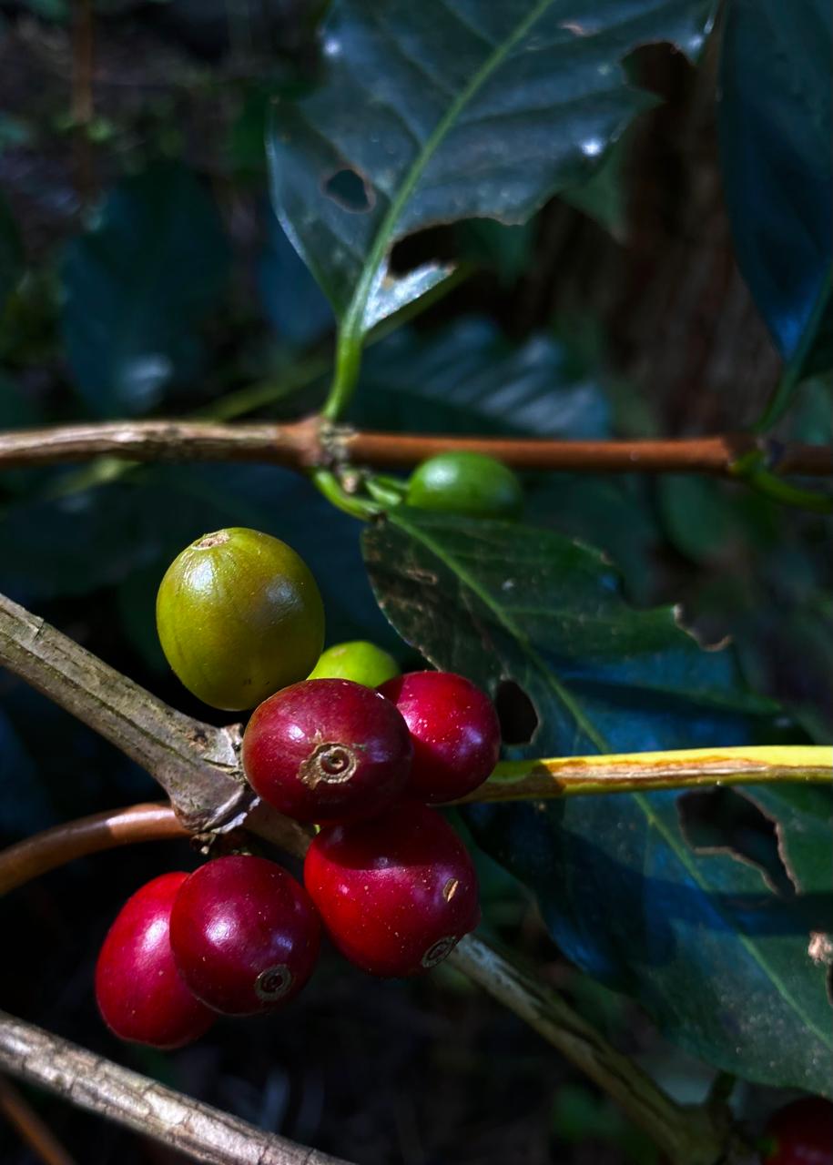 The Natural Farmer Drop- Tree Fermented Washed