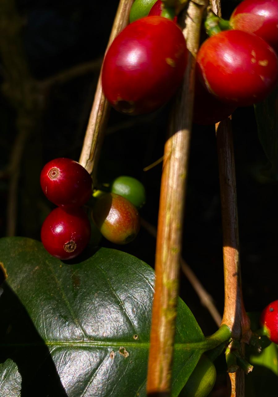 The Natural Farmer Drop- Tree Fermented Washed