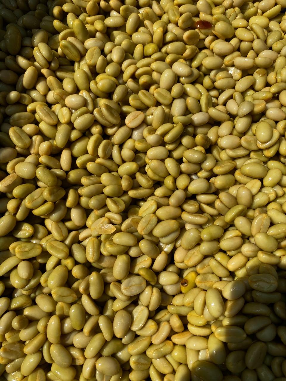 The Natural Farmer Drop- Tree Fermented Washed