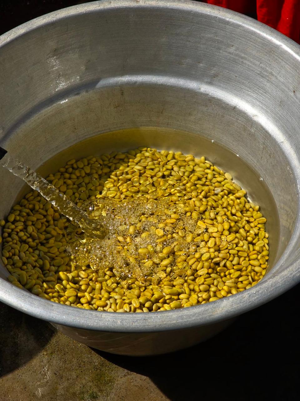 The Natural Farmer Drop- Tree Fermented Washed