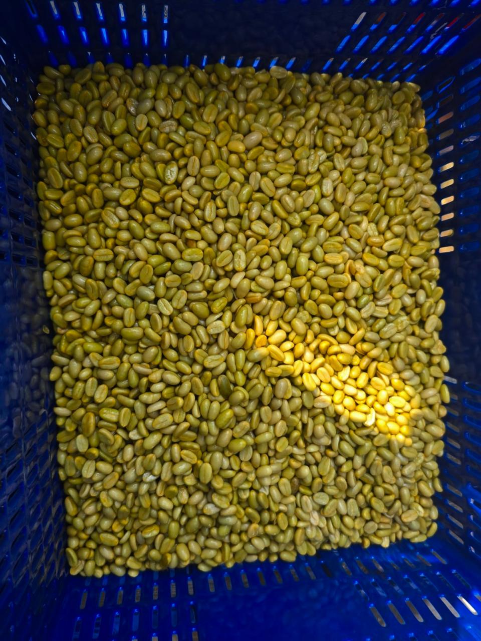 The Natural Farmer Drop- Tree Fermented Washed