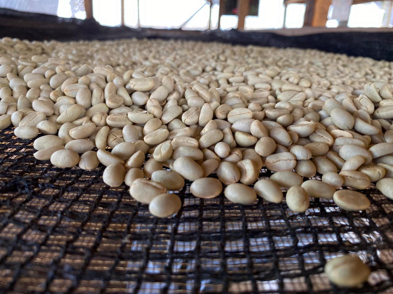 The Natural Farmer Drop- Tree Fermented Washed